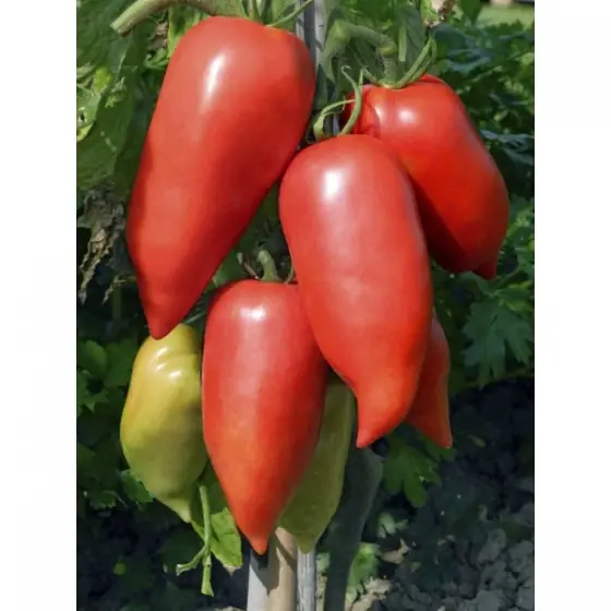 Seminte de tomate Cornabel F1 (forma de ardei kapia), 100 seminte Reduceri