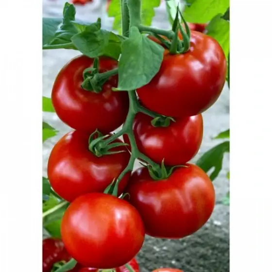Livrare rapidă Seminte de tomate Zadurella F1 (V370 F1) Vilsem, 250 seminte