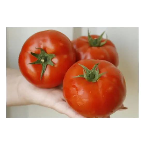 Seminte de tomate Umagna F1(73-602), 1000 seminte, Rijk Zwaan Livrare expres
