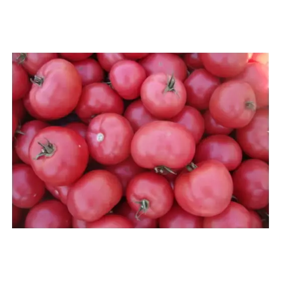 Seminte de tomate Esmira F1, 100 seminte, Rijk Zwaan Ofertă de sezon