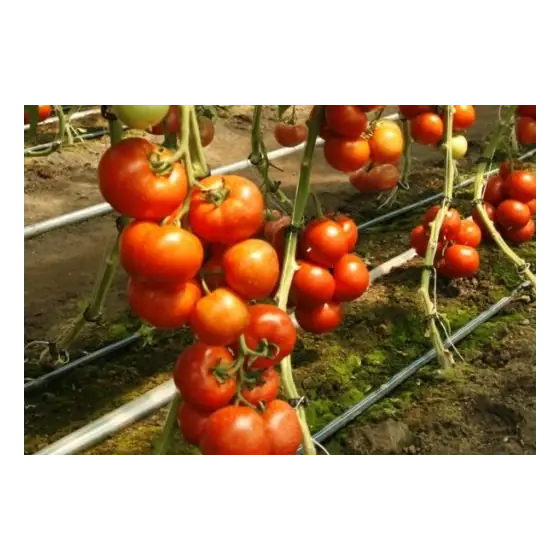 Noutate Seminte de tomate Doufu F1 (73-521), 100 seminte, Rijk Zwaan