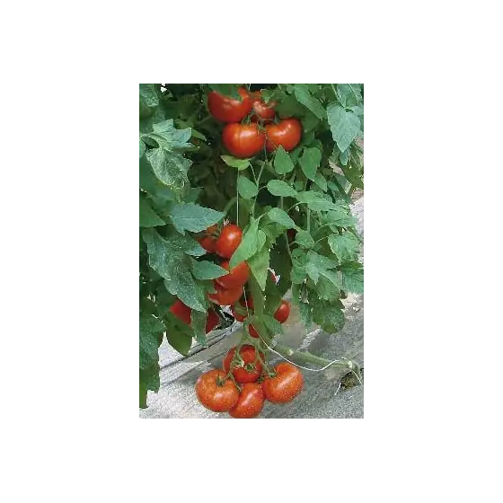 Cumpără online Seminte de rosii timpurii nedeterminate Kiveli F1, 100 seminte, Seminis