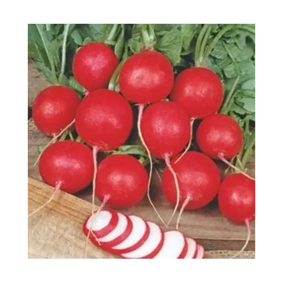 Seminte de ridichi de luna Cherry Belle, 50 grame, Pieterpikzonen Calitate înaltă