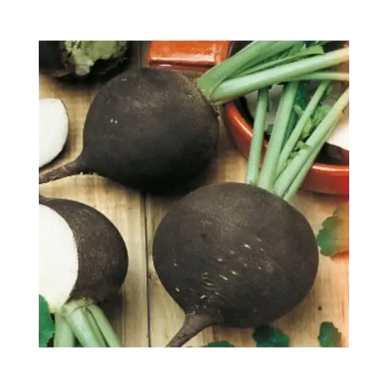 Discount Seminte de ridichi de iarna negre Ronde Zwarte, 50 grame, Pieterpikzonen