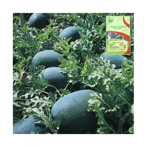 Seminte de pepene verde Odem F1, 1000 seminte, Hazera Genetics Cumpără online