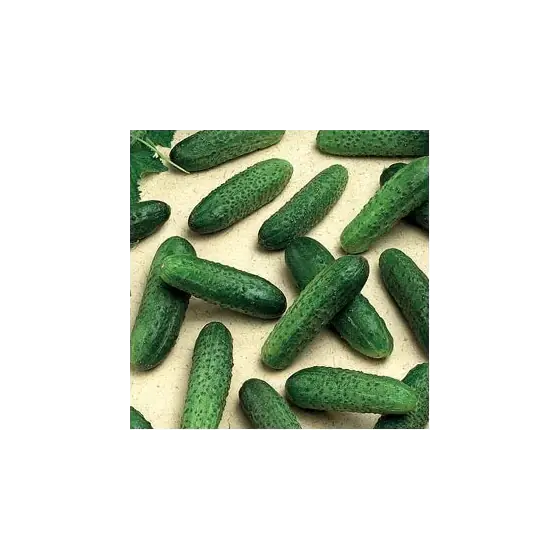 Seminte de castraveti cornichon Mirabelle F1, 250 seminte, Seminis Premium